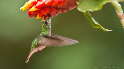 Coppery-headed Hummingbird 