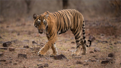 Royal Bengal Tiger  - Cub of T19 Krishna