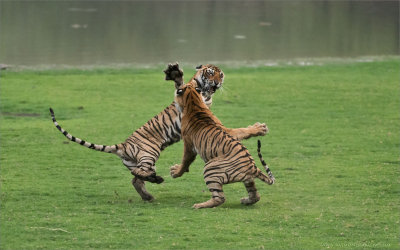 Tiger Sisters in Battle