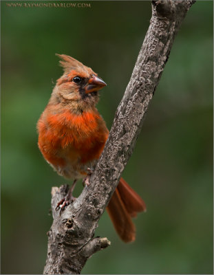 Juvenile Male Northern Cardinal 