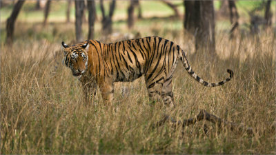 Royal Bengal Tiger in tall Grass 