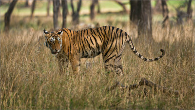 Royal Bengal Tiger in tall Grass (larger file)