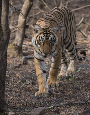 Royal Bengal Tiger - Ranthambore NP.