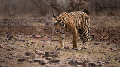 Royal Bengal Tiger Hunting 