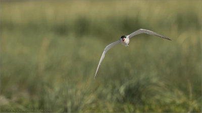 Common Tern in Flight