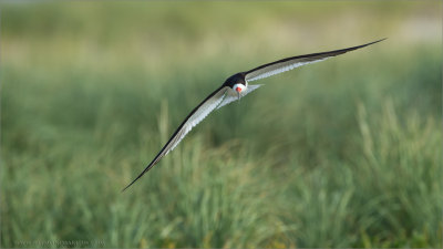 Black Skimmer in Flight