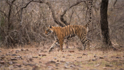 Royal Bengal Tiger Marking Territory