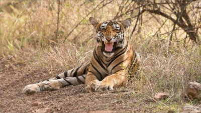 Royal Bengal Tiger Snarl