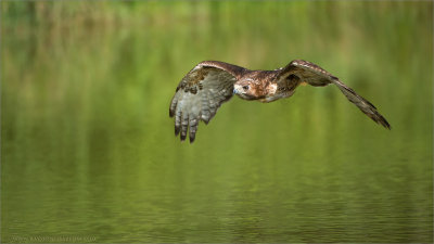 Red-tailed Hawk in Flight   (Falconers bird)