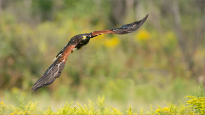 Harris's Hawk in Flight  (falconers bird)