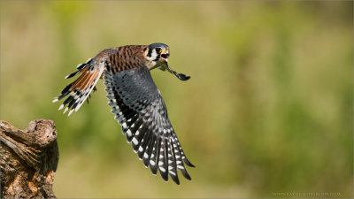 American Kestrel in Flight  (falconers bird)