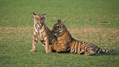 Tiger Sisters in Play