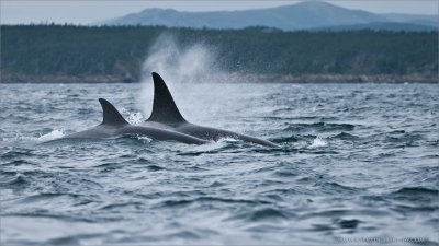 Orca Spray 