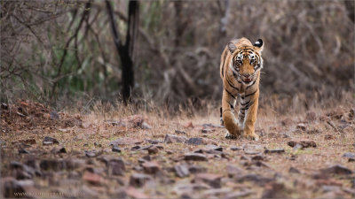 Royal Bengal Tiger Hunting