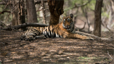 Royal Bengal Tiger in the Forest of Ranthambore
