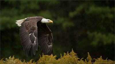 Bald Eagle in Flight (Falconers bird) 