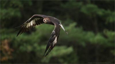 Golden Eagle in Flight (falconers bird)