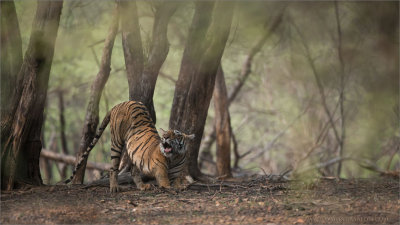 Royal Bengal Tiger in the Forest of Ranthambore