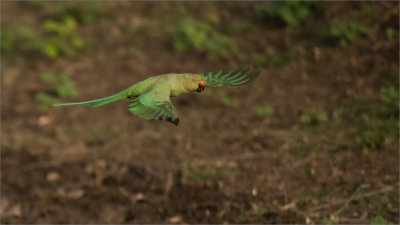  Rose-ringed parakeet