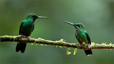 Green-crowned Brilliant Family 