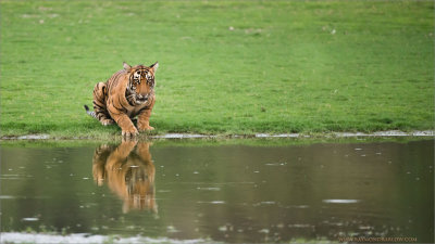 Royal Bengal Tiger Preparing for a Fight  