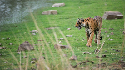Royal Bengal Tiger looking for a Fight  