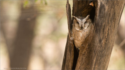 Collared Scops Owl from India