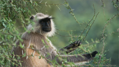 Langur Monkey at Ranthambore NP. India 