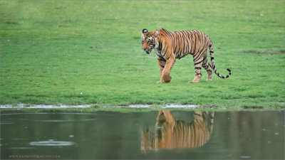Royal Bengal Tiger with Reflection