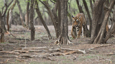 Royal Bengal Tiger Hunting