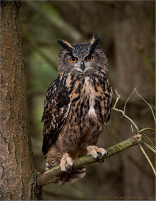 Eurasian Eagle owl Perched