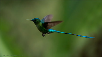 Long tailed Sylph