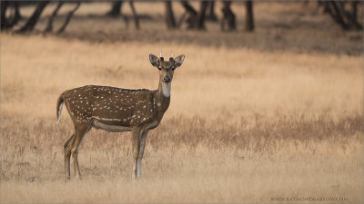  Spotted Deer in India