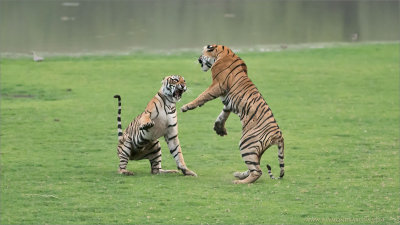 Tiger Sisters in a Fight
