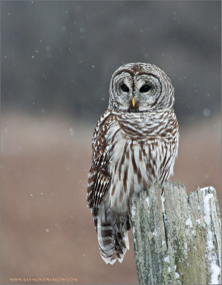 Barred Owl - Dec 31st - 2005