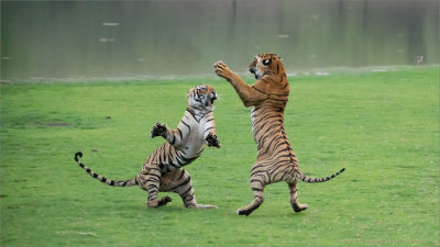 Royal Bengal Tiger Sisters in Battle 