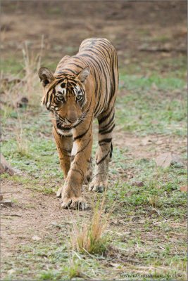  Royal Bengal Tiger 