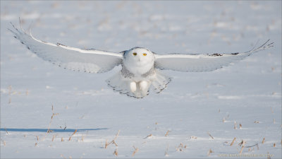  Snowy Owl in Flight Head On
