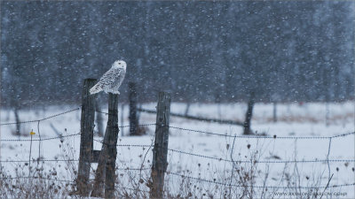 Snowy Owl on the Farm
