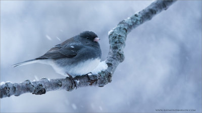 Junco Images