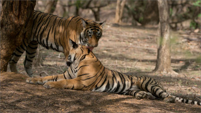 Royal Bengal Tiger Sisters 