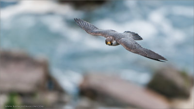Peregrine Falcon in Flight over Niagara Gorge 