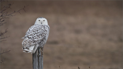 Snowy Owl on a Post 