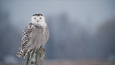 Snowy Owl in a Snow Storm 
