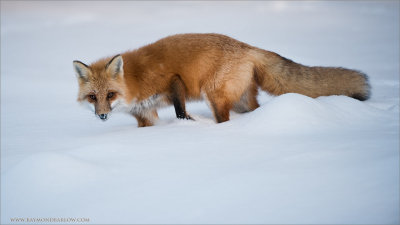 Red Fox in some Snow 