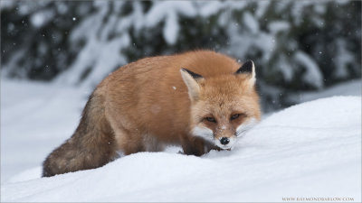 Red Fox in some Snow