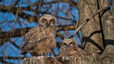 Great Horned Owl chicks