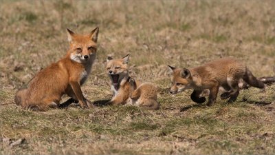 Fox Family 2 