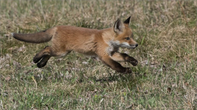 Red Fox Kit in Flight  