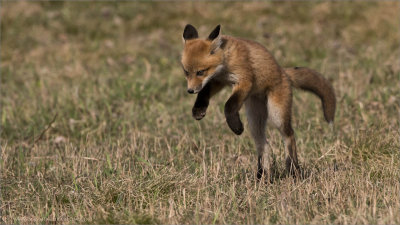 Fox Kit Hunting
